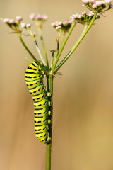 Caterpillar of the papilio machaon butterfly. Province of León, Spain.