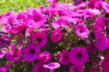 Petunia integrifolia or violet petunia flowers in sunlight