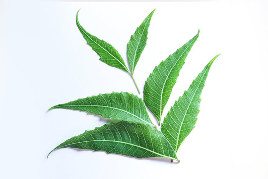 Anti Corona ayurvedic cure Neem leaf