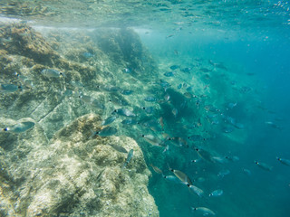 View of a school of fish from the Mediterranean Sea on the seabed of the Costa Brava, Diplodus sargus.
