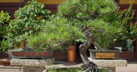 Traditional chinese bonsai tree in garden