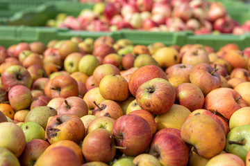 Many ripe fall apples in a container in autumn