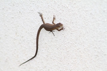 A Lizard Looking up to us