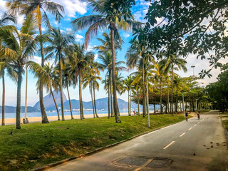 Fototapeta na wymiar palm trees on the beach rio brazil