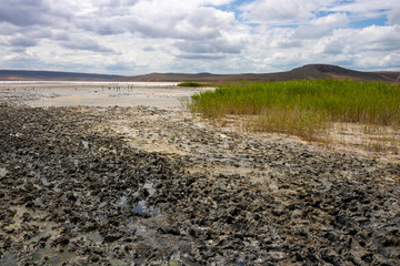 Cow hoofprints in the Black Mud at the salt lake.Concept of animal husbandry on dry lands. Environment