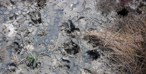 Lots of cow tracks in the Black Mud by the salt lake.Concept of animal husbandry on dry lands. Environment