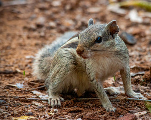 squirrel on the ground