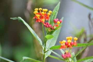 Mexican butterfly weed flowering plants with colorful flowers in red and yellow colors . Small ants have sat on the flower