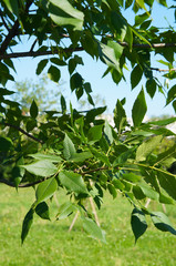 Branch of tree fraxinus mandshurica or manchurian ash vertcial