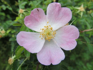 Fototapeta premium Flor silvestre