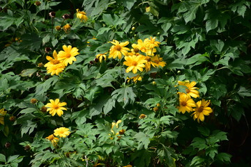 Sunflower flower .Beautiful yellow colored sunflower with green leaves all around it