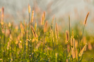 Grass flowers with sunlight.