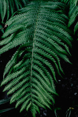 Perfect natural fern pattern. Beautiful background made with young green fern leaves. Color of kale.