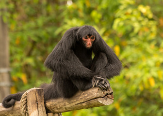 black spider monkey amazon brazil