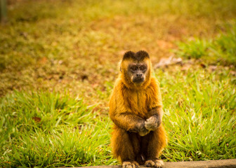 Brown Capuchin Monkey amazon brazil