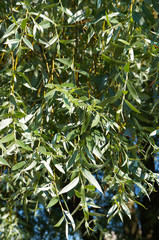 Salix alba argentea or white willow green foliage vertical © skymoon13