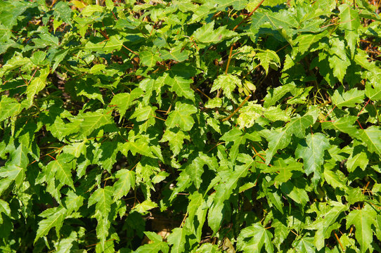 Acer tataricum or tatar maple green foliage background