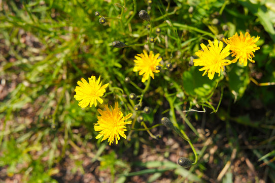 leontodon autumnalis or autumn hawkbit yellow flowers
