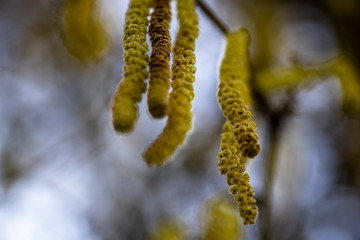 Nahaufnahme von Knospen