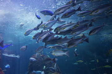 水族館の魚たち