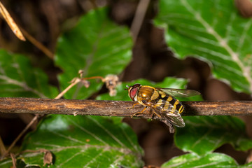 Hover fly sits on a beech branch between blurred green leaves