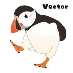 Puffin　Illustration　Bird　パフィン　ニシノツメドリ　鳥　イラスト