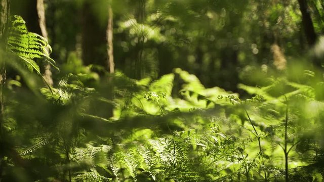 Slowly moving through wild bracken in a forest floor at sunrise in the English countryside