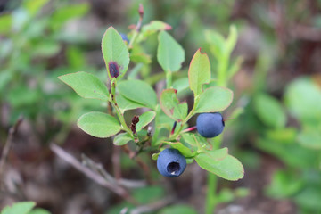 Naklejka premium two blueberries on a bush