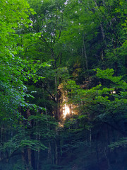 Fototapeta na wymiar Sun shining through thick forest