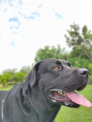black labrador retriever