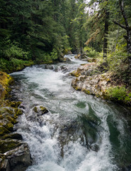 The gushing Ohanapecosh River in the famous Mount Rainier National Park flowing in a natural forest landscape in Washington State