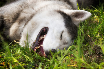 Obraz premium A mature Siberian Husky male is sleeping in a grass. His eyes are closed; his fur is grey and white-colored. There is a lot of greenery around him.