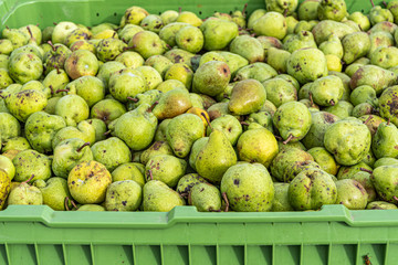Many Ripe fall pears in a container in autumn