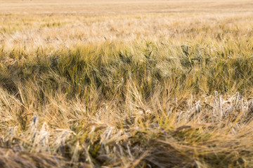 Fototapeta premium Skåne landscape with cornfields