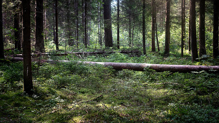 footpath in the woods