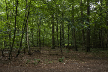 Obraz premium Skåne forest image