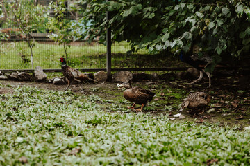 wild duck in the grass