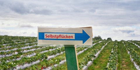 Sign with the German words: Selbstpflücken (Self picked) on an organic strawberry field.