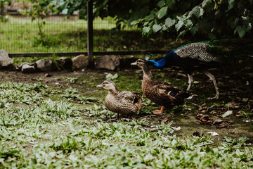 peacock in the grass