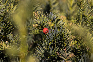 Naklejka na ściany i meble flowers and bees from Skåne, red berries in bush