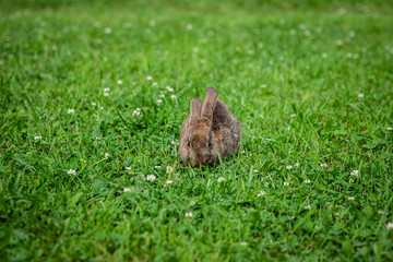 rabbit in the grass