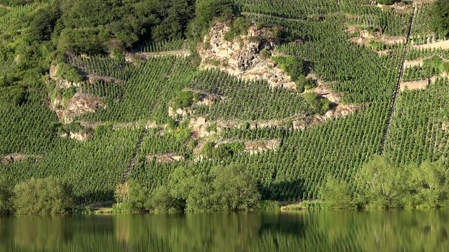 Piesporter Loreley, Felsen und Weingebiet