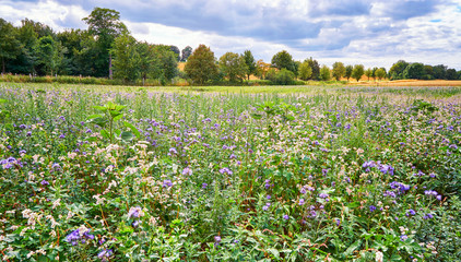 Blooming wildflowers in a meadow with tree alley and sky in the background.