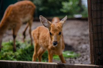 deer in the zoo