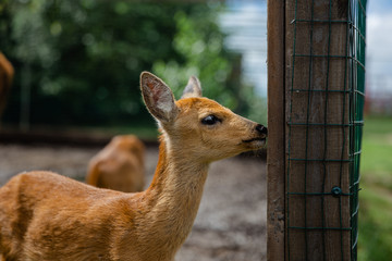 deer in the zoo