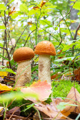 Young edible wild boletus mushrooms (Leccinum aurantiacum) in autumn forest, front view close up
