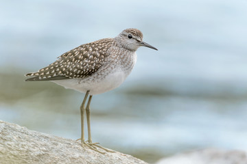 The Wood sandpiper ready to hunt in the river (Tringa glareola)