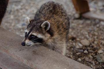 raccoon in zoo