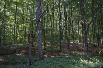 Skåne forest image