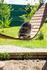 raccoon in zoo